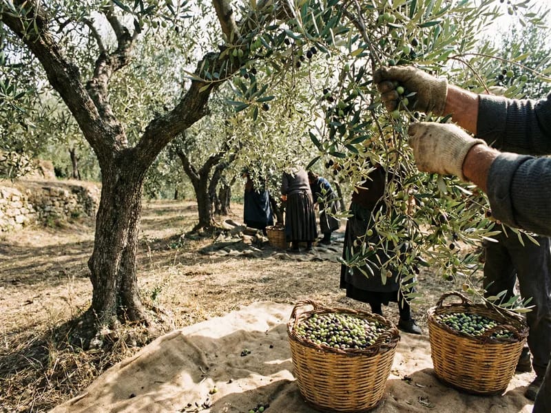 Traditional olive harvesting in a sun-drenched Italian olive grove with woven baskets of freshly picked olives